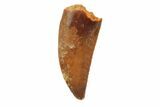 Serrated, Raptor Tooth - Beautiful Enamel #86043-1